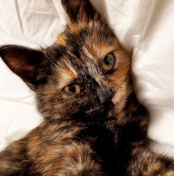 Profile Picture of Kendra Knoflook (@kendraknoflook) on Poshmark