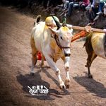 Profile Picture of 👑 अध्यक्ष.श्री.आप्पाशेठ साकोरे👑 👑बैलगाडा संघटना 👑 (@_haveli_king_bantya_) on Instagram