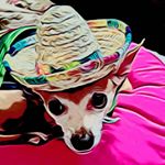 Profile Picture of Michael Studer (@ichokuchi) on Instagram