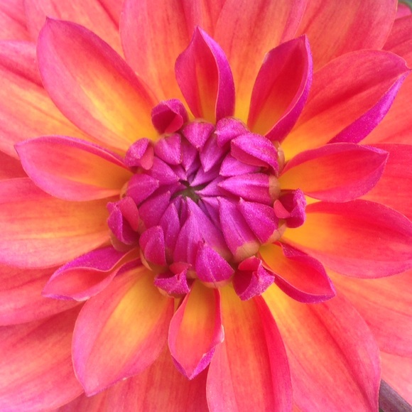 Profile Picture of Sarah Tomas (@songsremain) on Poshmark