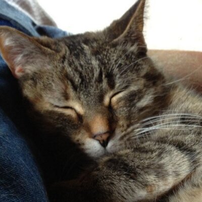Profile Picture of Patrick Staley (@pksfiddle) on Twitter