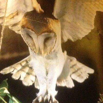 Profile Picture of Kyle Blaze (@blazingBo3327) on Twitter