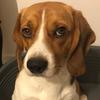 Profile Picture of   Come insegnare BANG al cane... (@beagletravis) on Tiktok