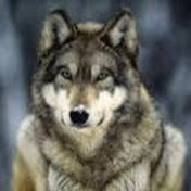 Profile Picture of Liam Wolfe (@MN_Wolfe) on Youtube