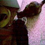 Profile Picture of Paola Zorzi (@paola.zorzi.66) on Instagram