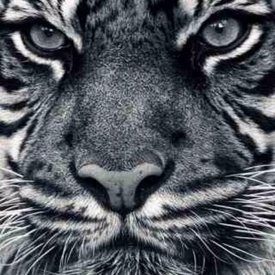 Profile Picture of Stephen Milam (@milam_milam) on Twitter