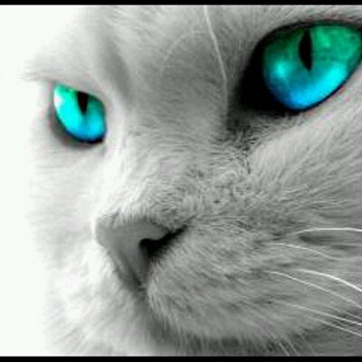 Profile Picture of Walter Wos Miauhhhh (@walterwwwos) on Twitter
