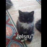 Profile Picture of Tommy Ulsted (@tommy-ulsted) on Quora