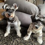 Profile Picture of max and flown (@max_day_flown) on Instagram
