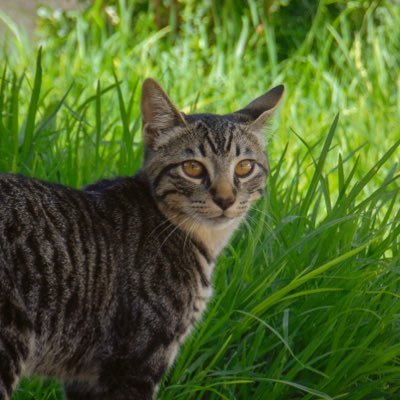 Profile Picture of José Tostado (@jesisss1) on Twitter