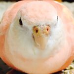 Profile Picture of あさひ（4歳） (@asahi_akikusa) on Instagram