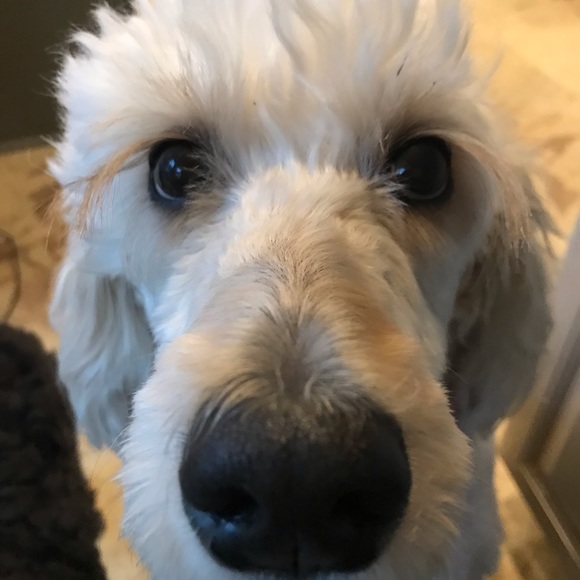 Profile Picture of Sydney Bluman (@snbswimgirl) on Poshmark