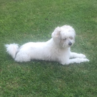 Profile Picture of Tony Freda (@TonyFreda4) on Twitter