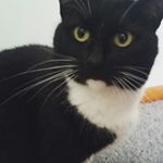 Profile Picture of tena cat (@traciesampson12) on Instagram