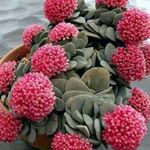 Profile Picture of Neysa Perez (@perezneysa) on Instagram