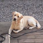 Profile Picture of Stephanie Prestaut (@stephanieprestaut) on Instagram