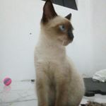 Profile Picture of Thor (@thor_siames) on Instagram