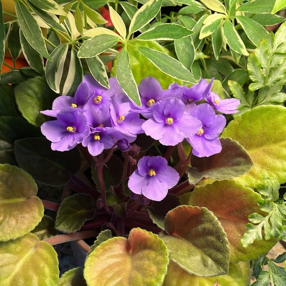 Profile Picture of Anabela Constantino (@anabelaconstant) on Poshmark