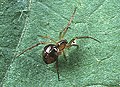 Profile Picture of Coscinidaon Wikipedia