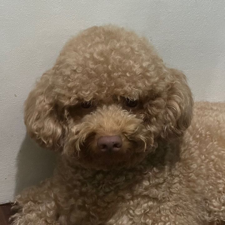 Profile Picture of Edward Canlas (@edwardcanlas) on Tiktok