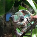 Mike Samenus - Instagram Profile Picture of Mike Samenus (@msamenus) on Instagram