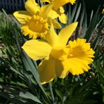 Profile Picture of Thomas Carroll (@brownlowtc) on Instagram