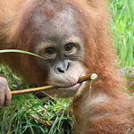 Profile Picture of Leila Boyd (@zookeeperleila) on Flickr