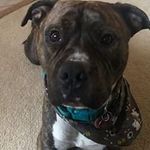 Profile Picture of Dennis Houshour (@dennishoushour) on Instagram