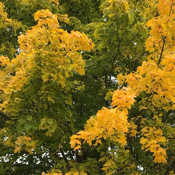 Profile Picture of Kris Killmer (@kriskillm) on Poshmark