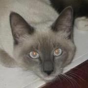 Profile Picture of Rennie Johnson (@scottyzim) on Pinterest