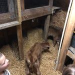 Profile Picture of Garrett Farms (@garrett_farms) on Instagram