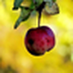 Profile Picture of Elahe Dastgheib (@elahe dastgheib) on Flickr