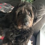 Profile Picture of Roscoe (@roscoewade_official) on Instagram