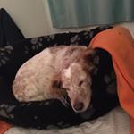 Profile Picture of Jo Davey (@pinklittlejo) on Instagram