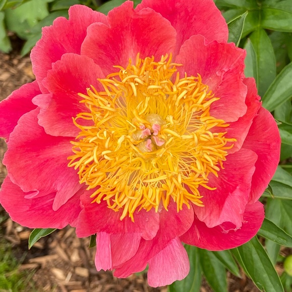 Profile Picture of Janet Brent (@aunt_beescloset) on Poshmark