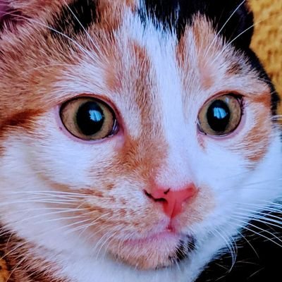 Rocky The Bear - Twitter Profile Picture of Rocky The Bear (@Rocksy81) on Twitter