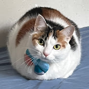 Profile Picture of Pui Kwan Chan (@puikwanchan7060) on Youtube