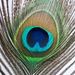 Profile Picture of Hari Palta, Ph.D. (@Hari_Palta) on Pinterest