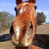 Profile Picture of Haley Rebecca Heaps (@horses10109) on Tiktok