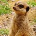 Profile Picture of Annabelle Thomas (@atrose1997) on Pinterest