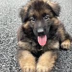 Profile Picture of BOB (@bob__german_shepherd) on Instagram