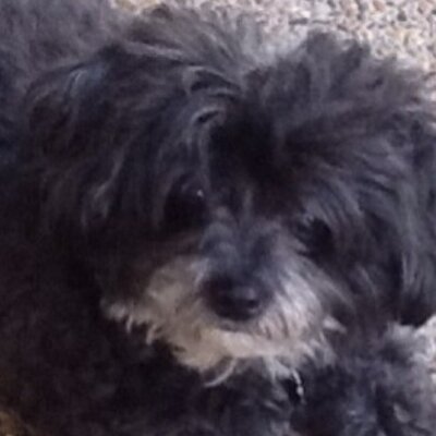 Profile Picture of David Drazenovich (@draz5) on Twitter