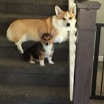 Profile Picture of Kelli Crooks Anderson (@kelli2corgis) on Instagram