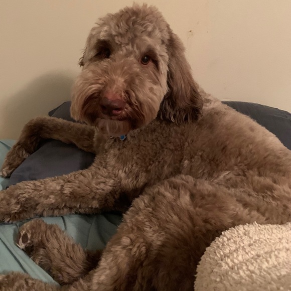 Profile Picture of Kc Armogida (@crowleykoh) on Poshmark