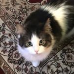 Profile Picture of Robin Hong (@shelby_cobracat) on Instagram