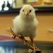 Profile Picture of Alexis Mariscal (@70shu4) on Pinterest