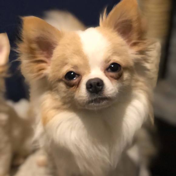 Profile Picture of Tszying Roy (@tszying) on Poshmark