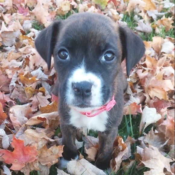 Profile Picture of Allyssa Witbeck (@octavialb) on Poshmark