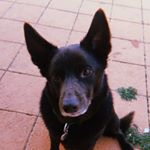 Profile Picture of Rusty Dog (@rusty_dog_payne) on Instagram