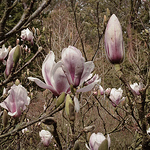 John Harmon - Flickr Profile Picture of John Harmon (@endhymns) on Flickr